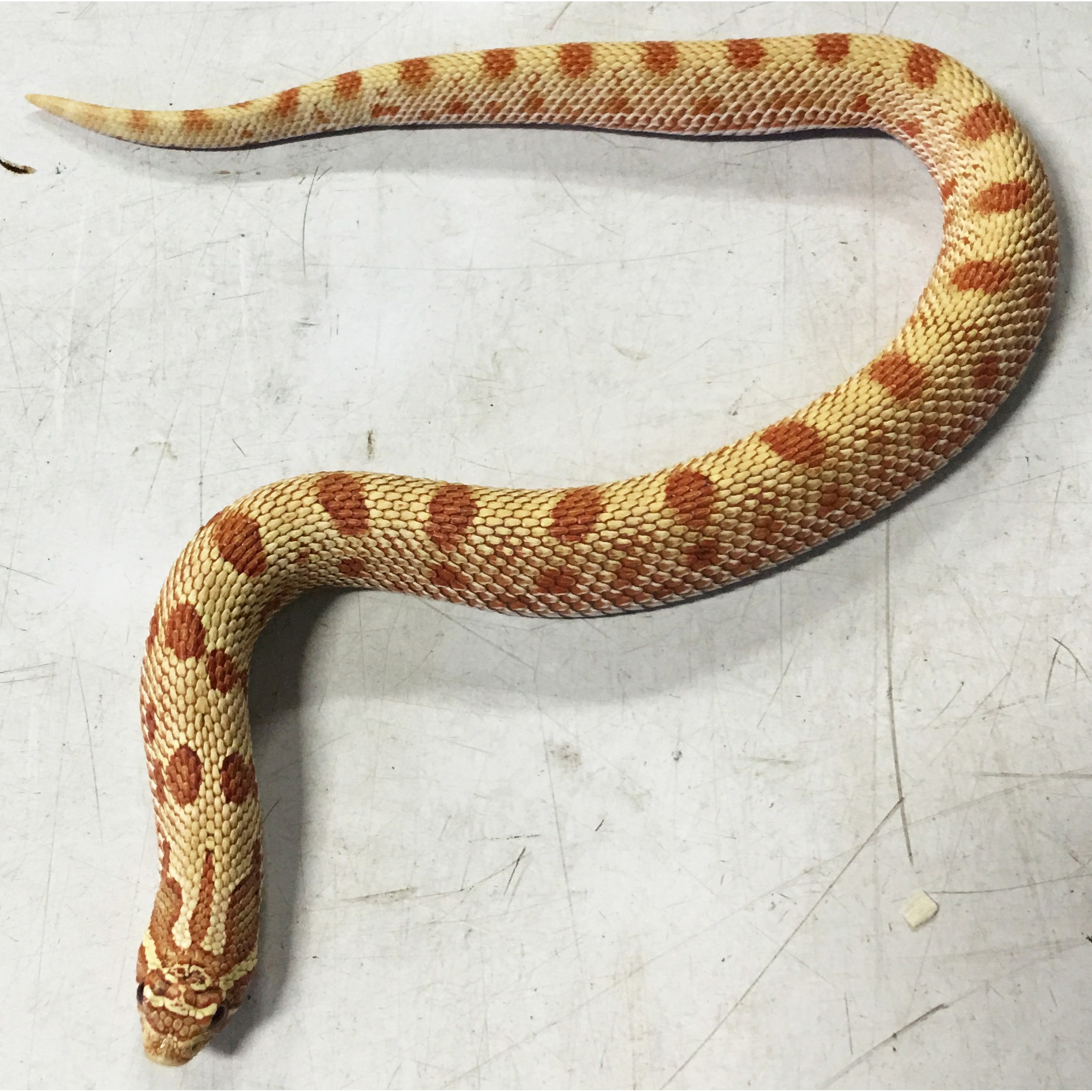 Small Toffee Anaconda Western Hognose Snakes For Sale | LLLReptile