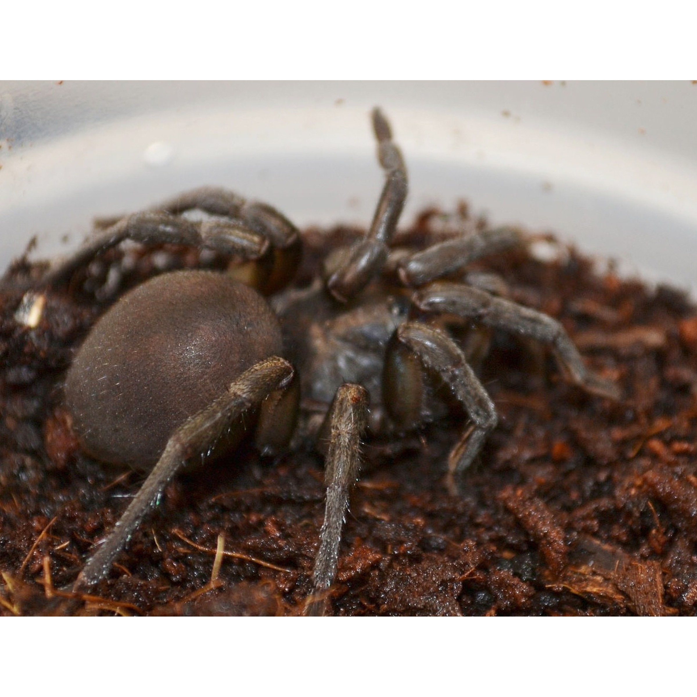 African Grey Trap Door Spiders For Sale | LLLReptile