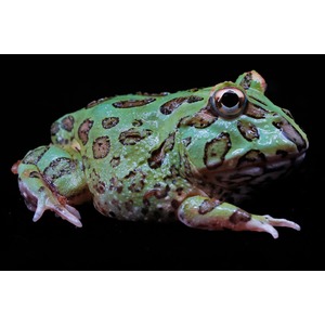 Tree Frogs, Other Frogs & Amphibians Archive | LLLReptile
