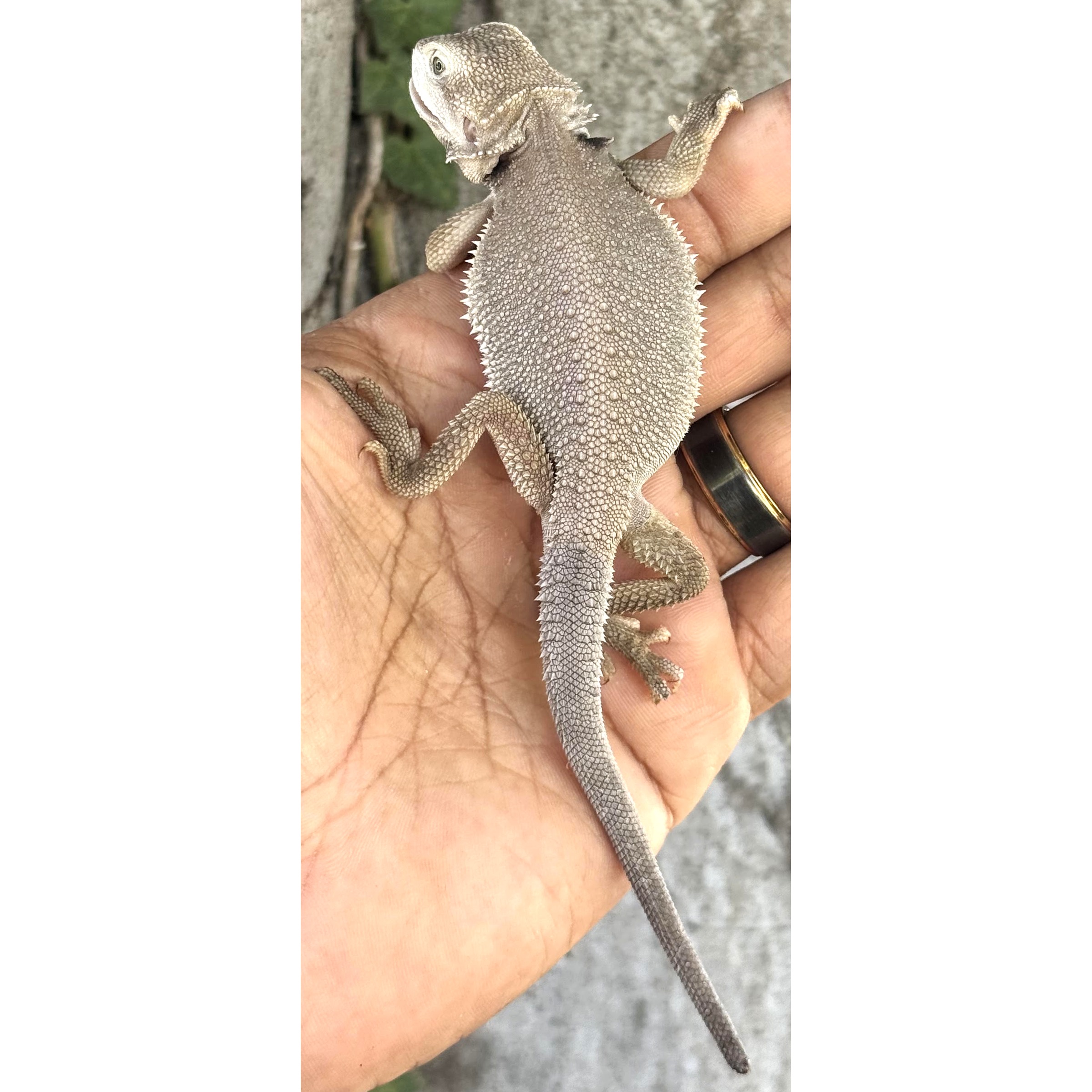 ヘビお　DAY13 Baby Zero Bearded Dragons w/minor nips For Sale | LLLReptile