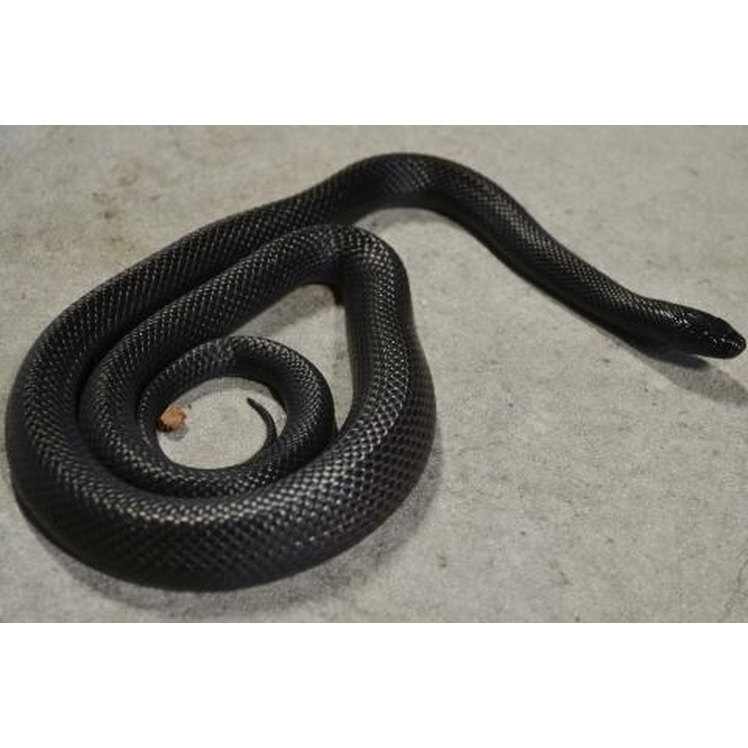 Adult Mexican Black Kingsnakes For Sale | LLLReptile