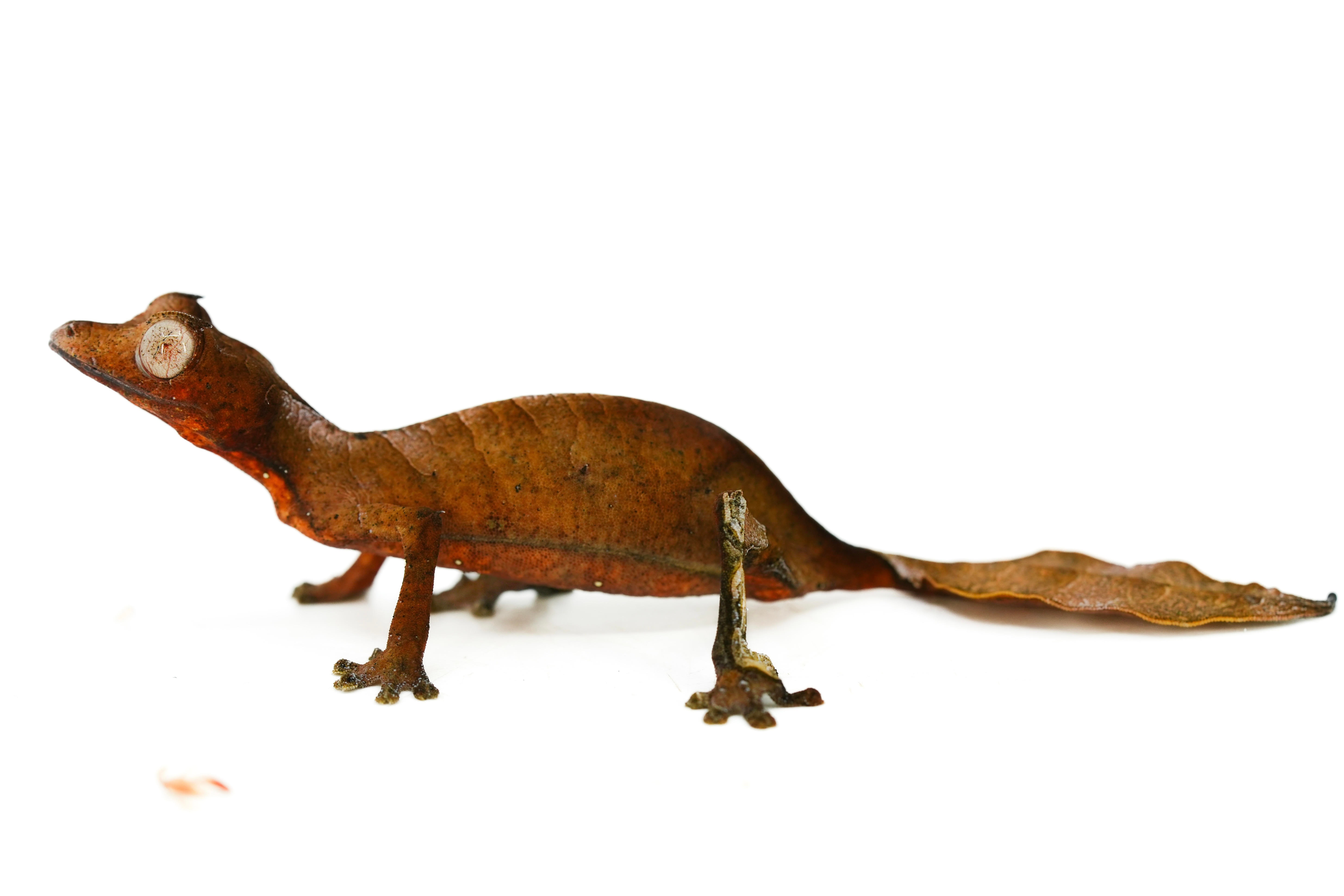 Satanic Leaf Tailed Geckos For Sale | LLLReptile