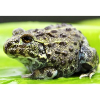 Tree Frogs, Other Frogs & Amphibians Archive | LLLReptile