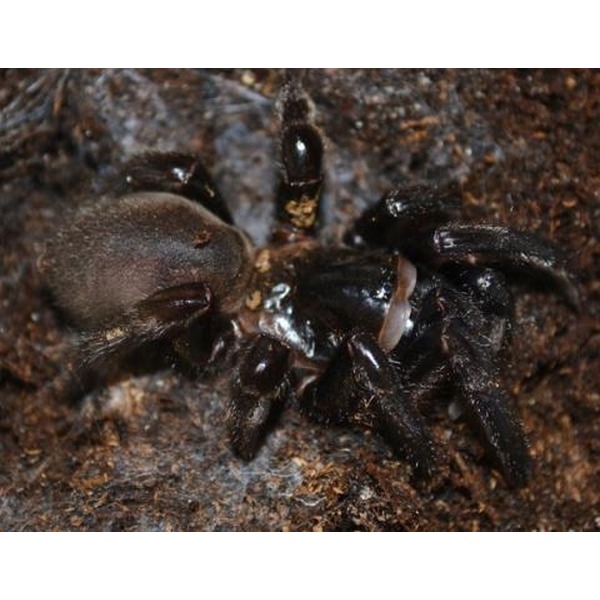Black Trap Door Spiders For Sale | LLLReptile