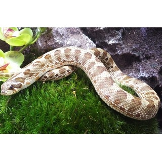 Sub Lemon Ghost Conda Western Hognose Snakes For Sale | LLLReptile