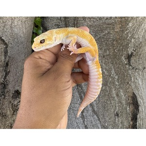 Leopard Geckos | LLLReptile