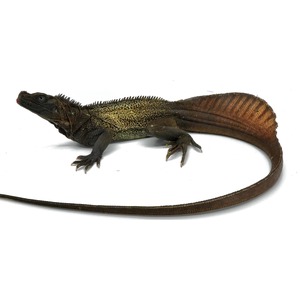 LLLReptile