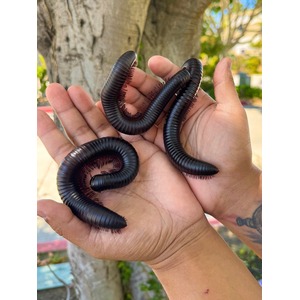 Vietnamese Giant Centipedes 