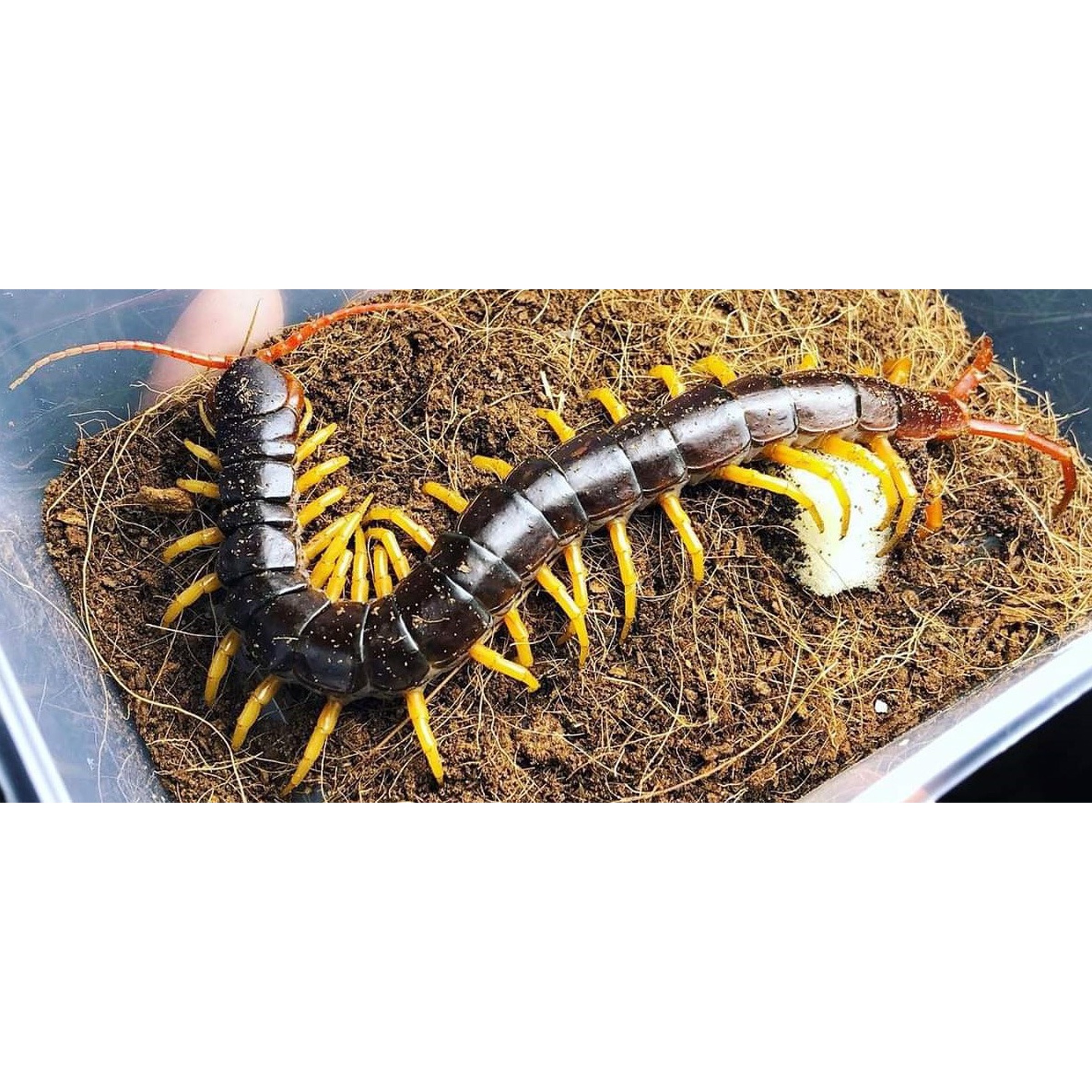 Vietnamese Giant Centipedes 