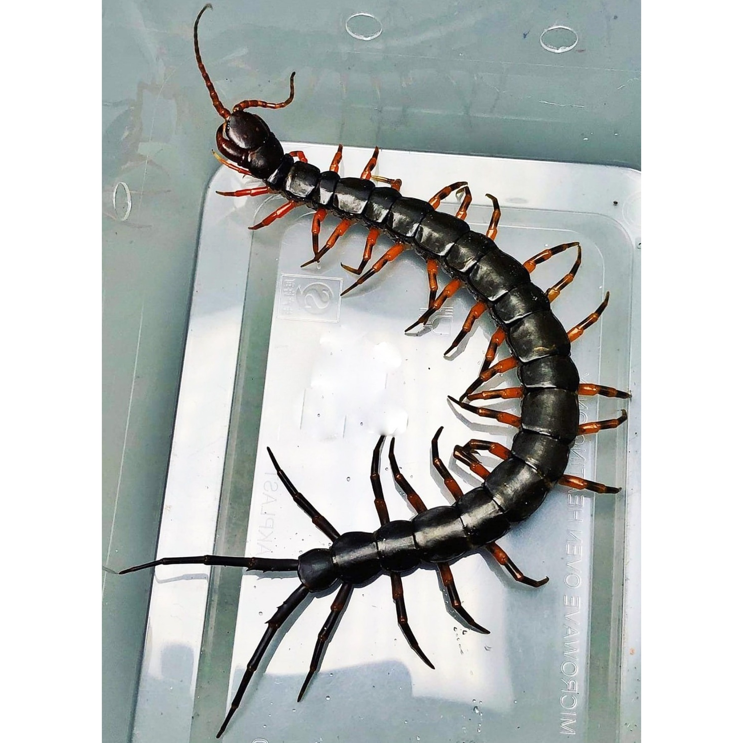 ナンベイオオムカデ Chinese Giant Tiger Leg Centipedes For Sale | LLLReptile