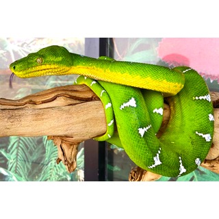 Boas and Anacondas | LLLReptile
