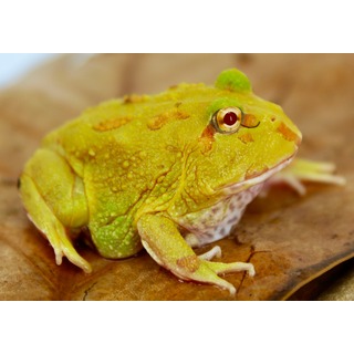 Tree Frogs, Other Frogs & Amphibians Archive | LLLReptile