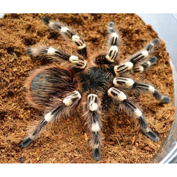 Brazilian Giant White Knee Spiderlings For Sale | LLLReptile