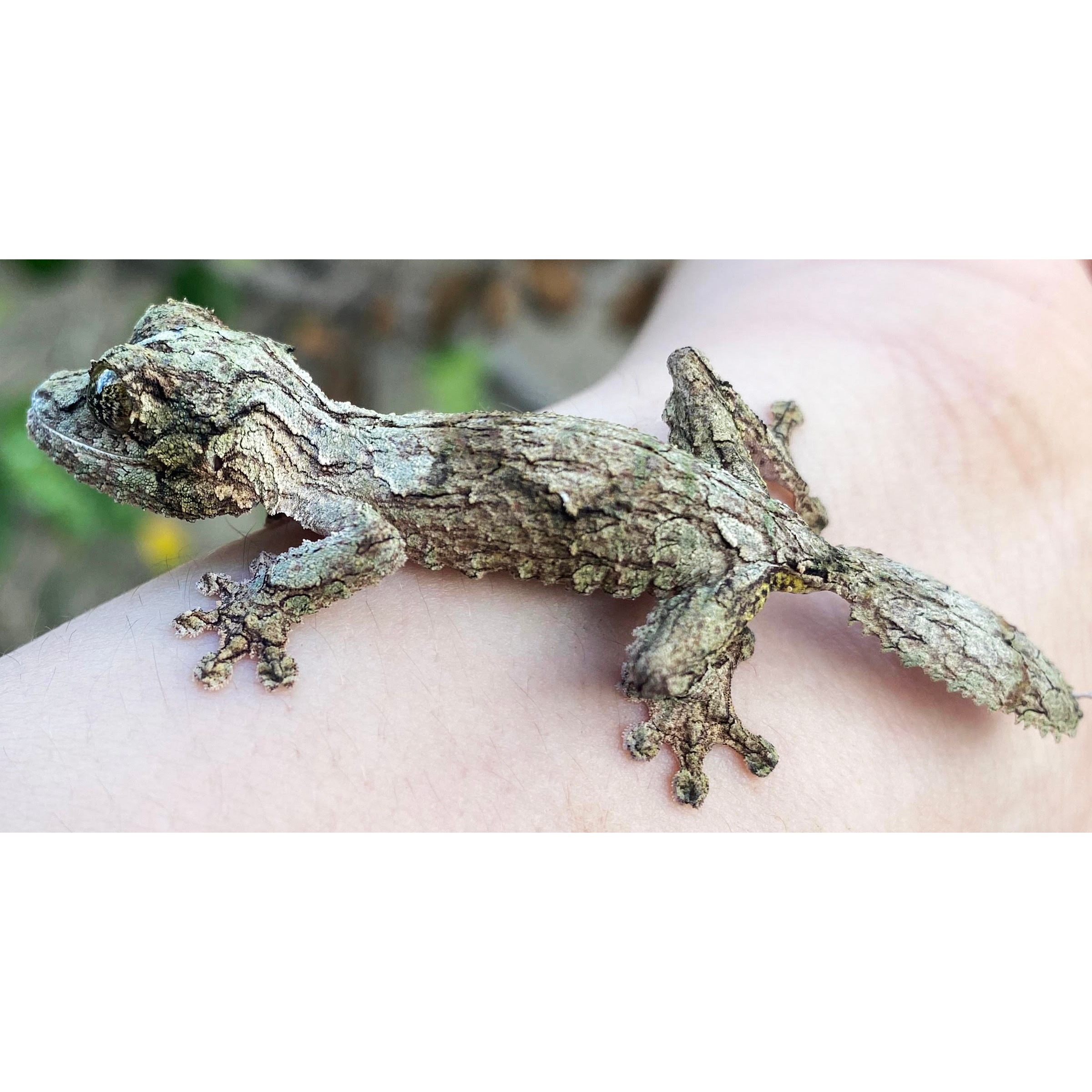 Baby Mossy Leaf Tailed Geckos For Sale | LLLReptile