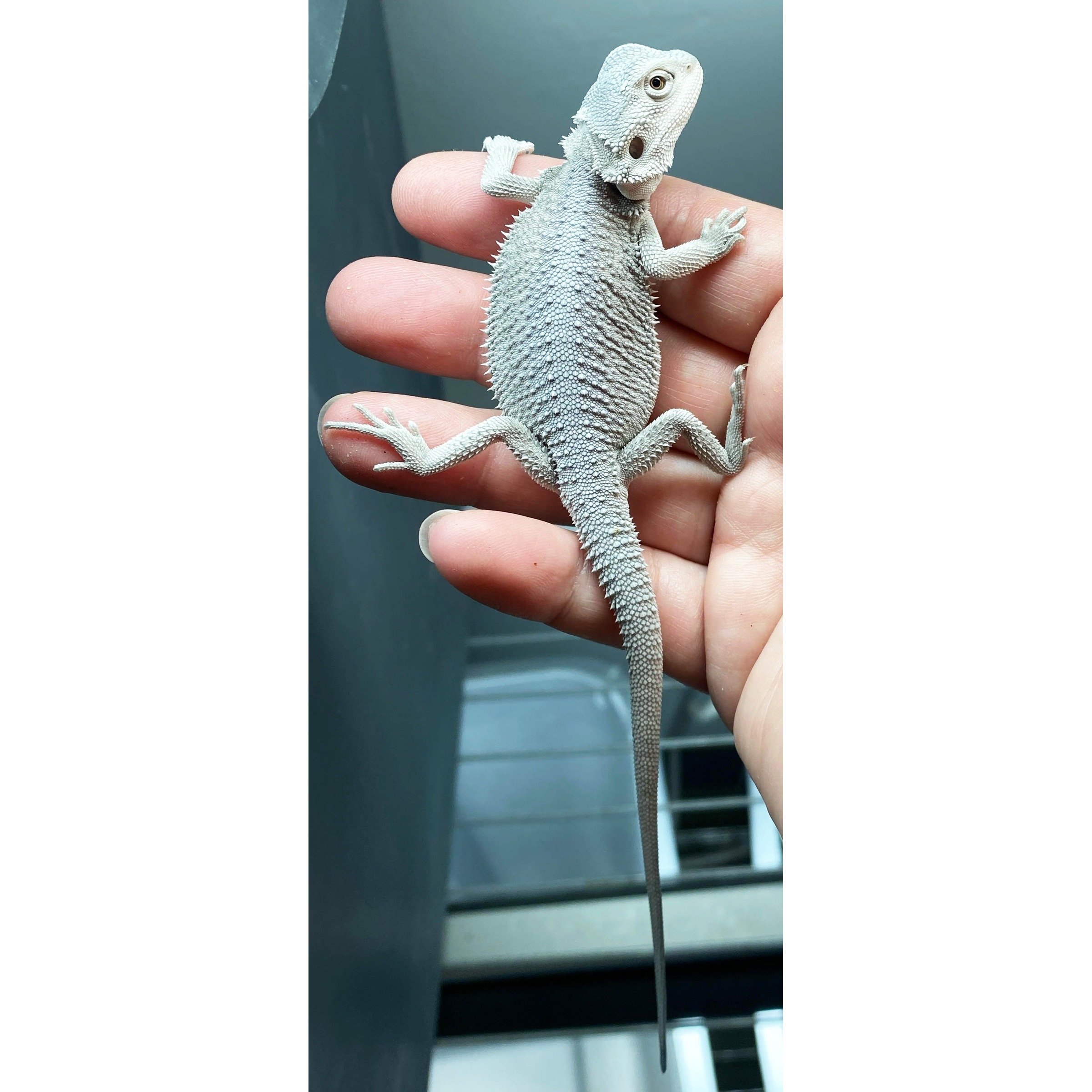 ヘビお　DAY31 Baby Hypo Zero Bearded Dragons — Archived | LLLReptile