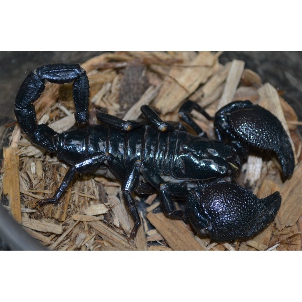 Emperor Scorpions missing stingers For Sale | LLLReptile