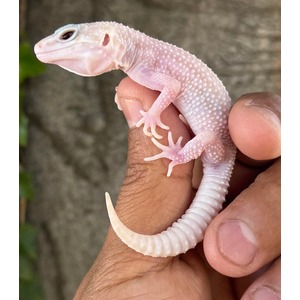 Leopard Geckos | LLLReptile