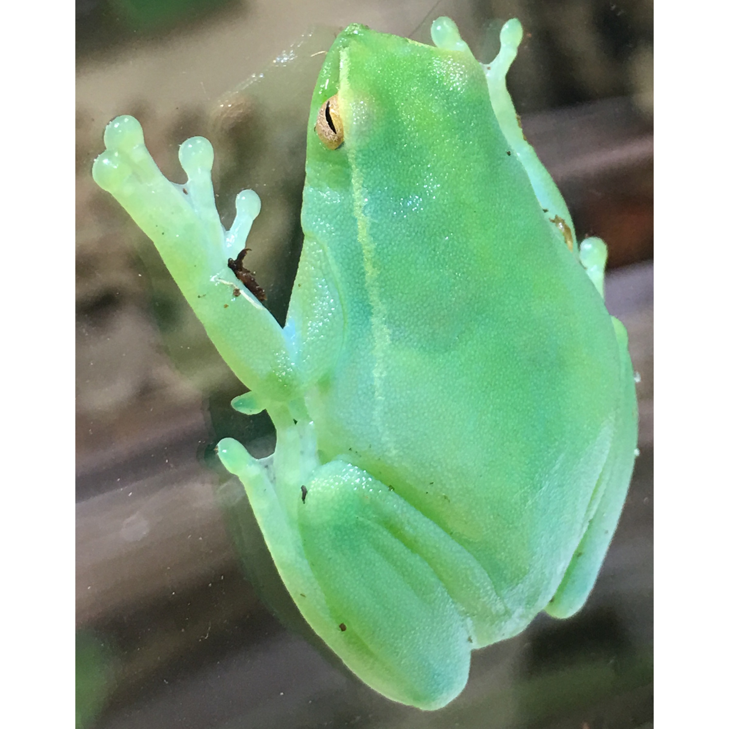Orinoco Lime Green Glass Frogs (aka hatchet faced frogs) For Sale