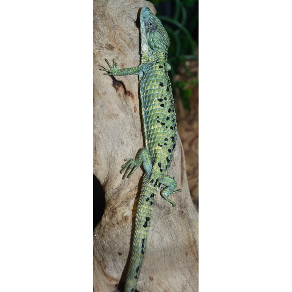 Abronia mixteca Alligator Lizards w/regrown tails For Sale