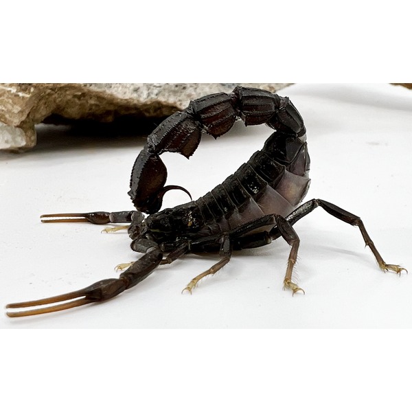 Black Fat Tailed Scorpions For Sale | LLLReptile