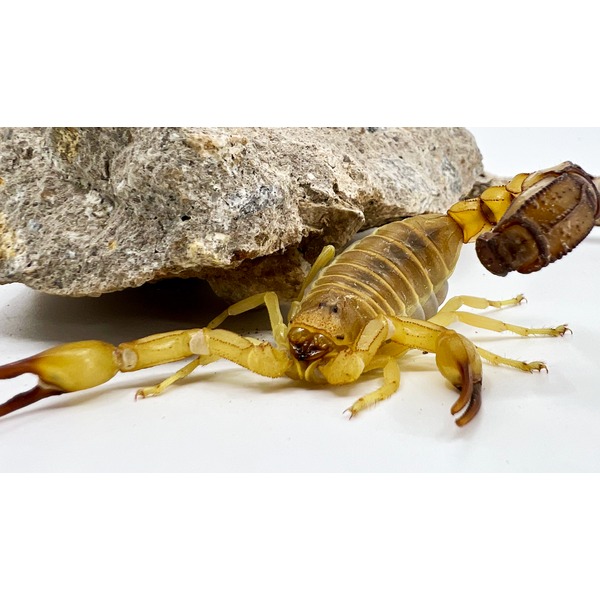 Androctonus gonneti/australis 専用 African Fat Tail Scorpions (australis) For Sale | LLLReptile
