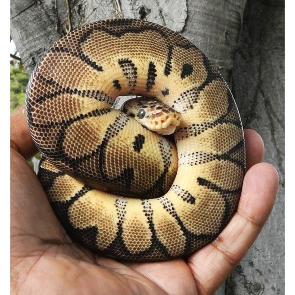 Baby Pastel Enchi Clown Ball Pythons For Sale | LLLReptile