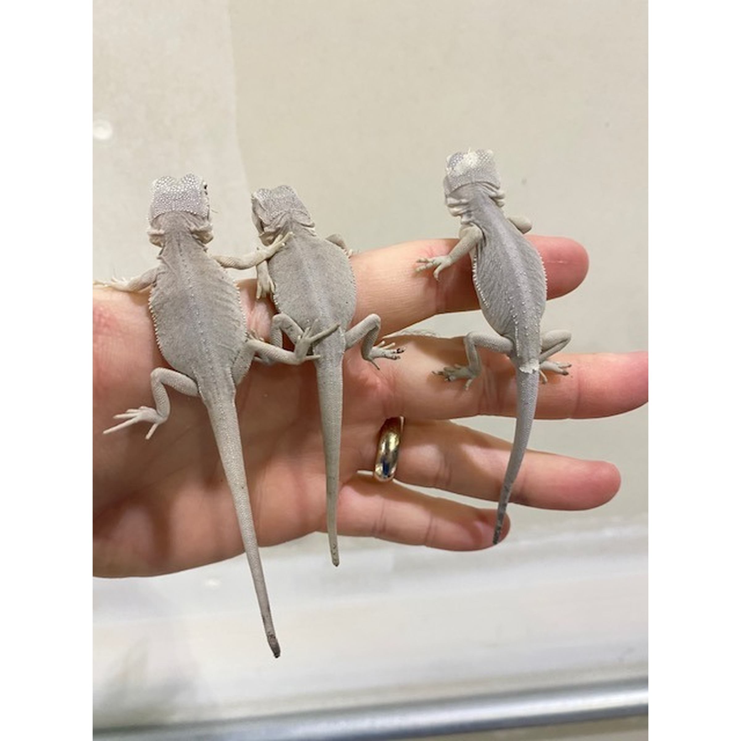 ヘビお　DAY11 Baby Hypo Leatherback ZERO Bearded Dragons w/minor nip tail For