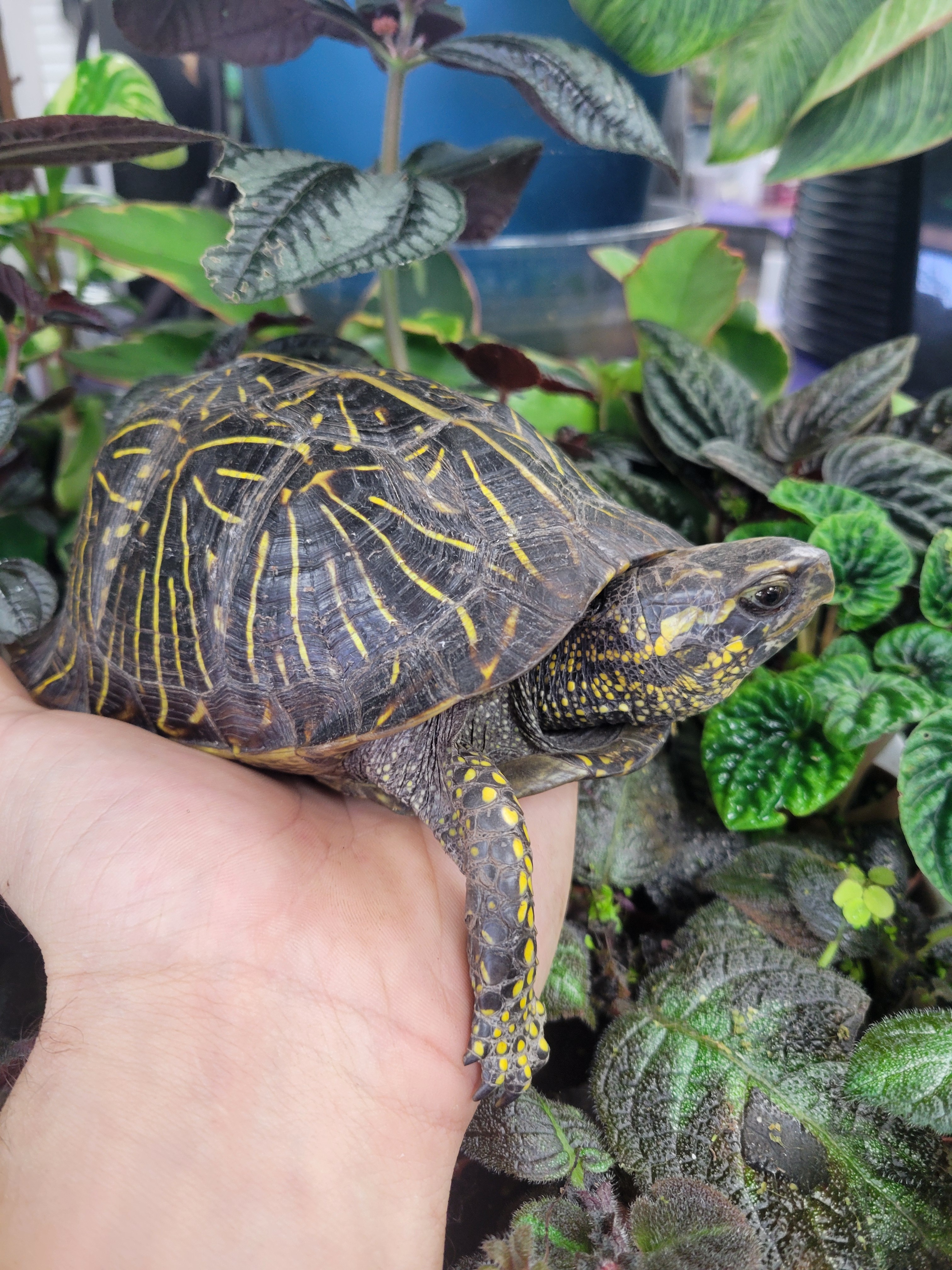 Windshield Turtle Shell Male Florida Box Turtles For Sale | LLLReptile