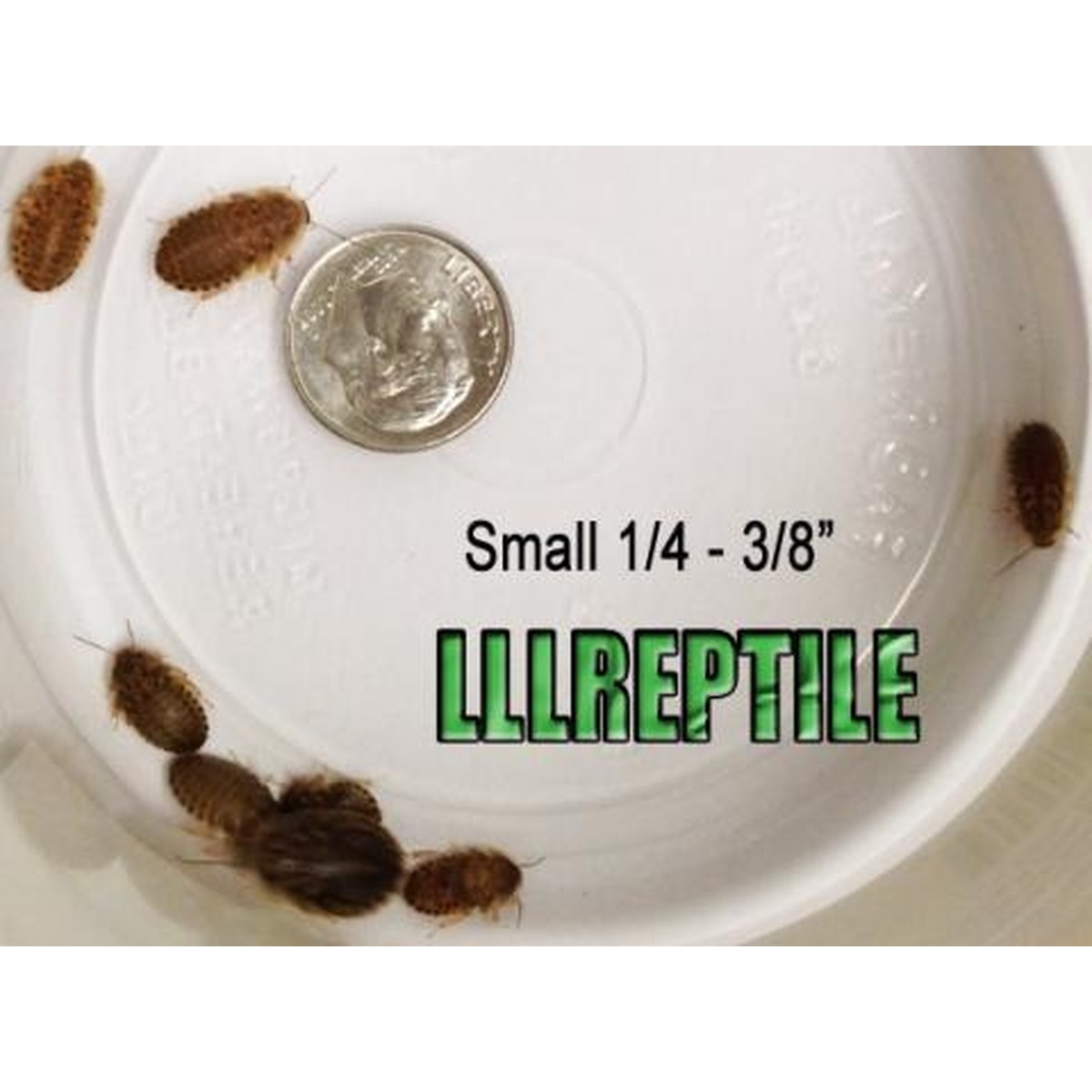 LLL Reptile and Supply